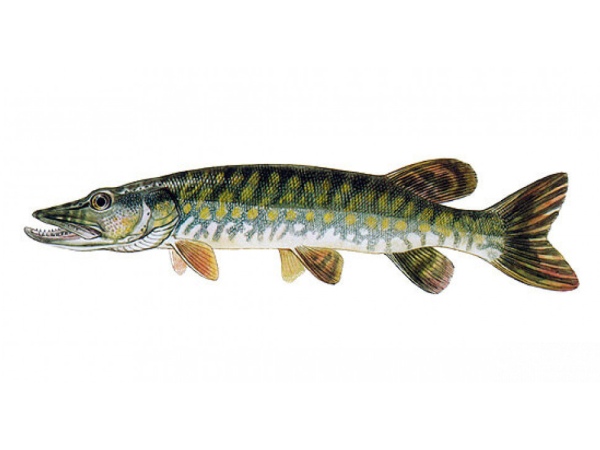 štika obecná
